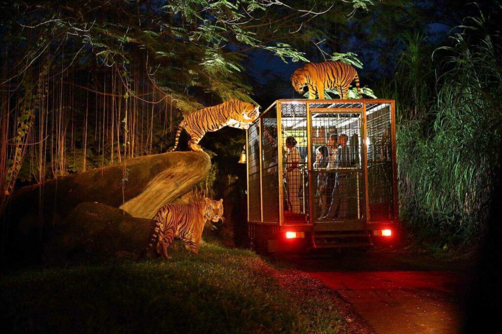 Night Safari in Bali