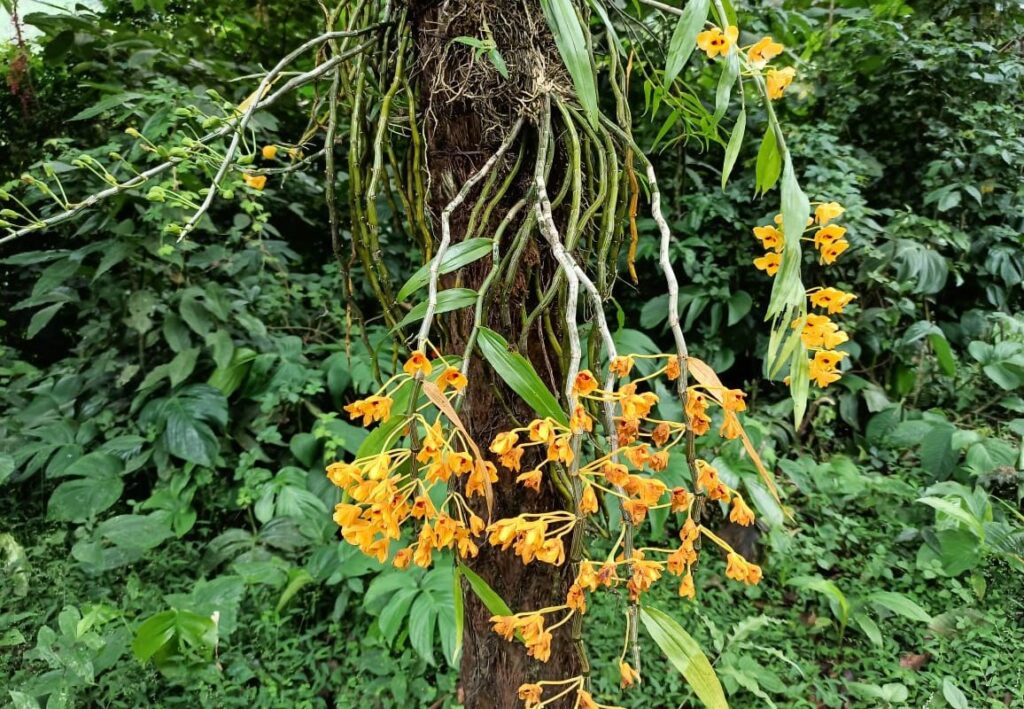Sangti Orchid Sanctuary