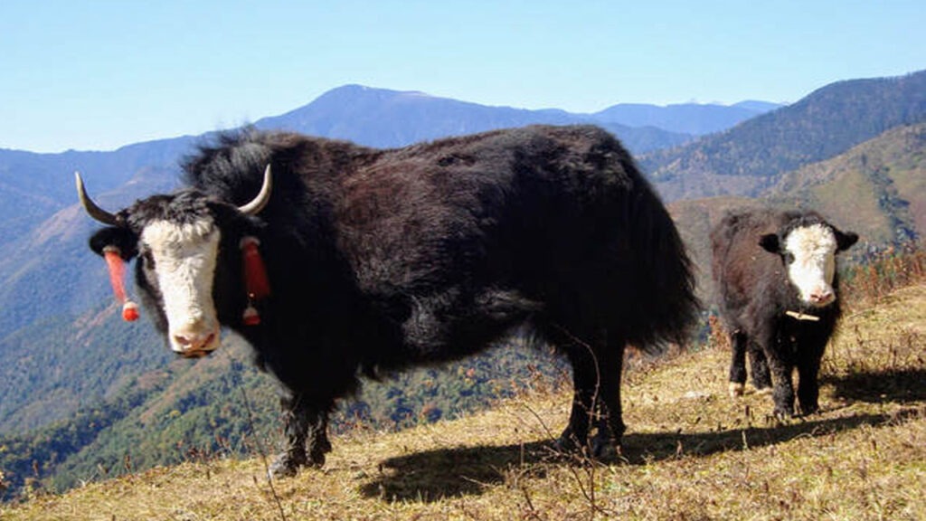 Explore Yak Research and Breeding Center