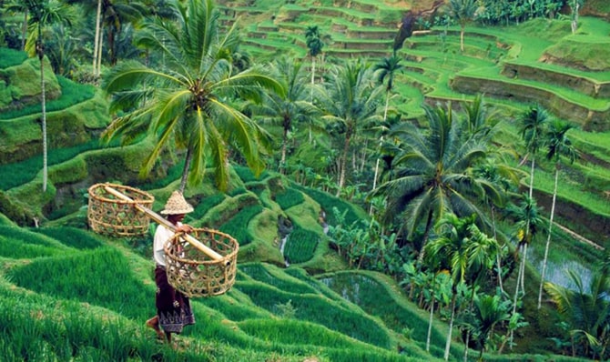  Tegalalang Rice Terrace: Nature's Green Masterpiece