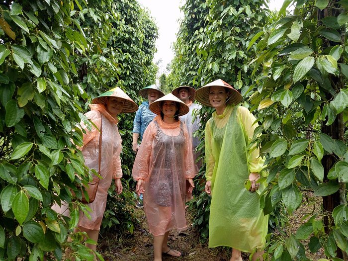 Pepper Farms in Phu Quoc