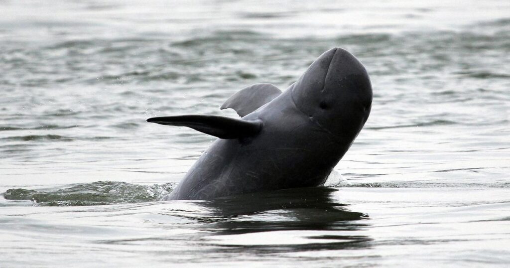 Observe the Irrawaddy Dolphins