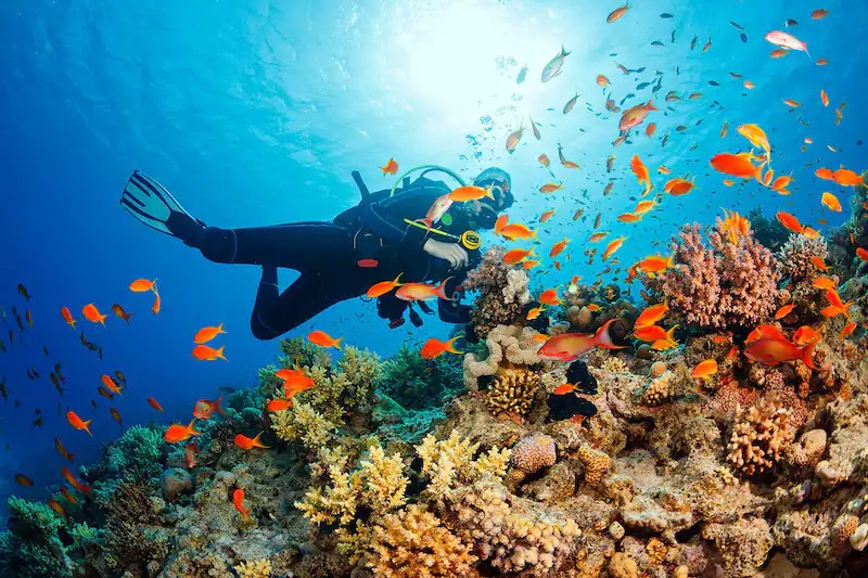 Dive Or Snorkel To Explore The Colorful Underwater World