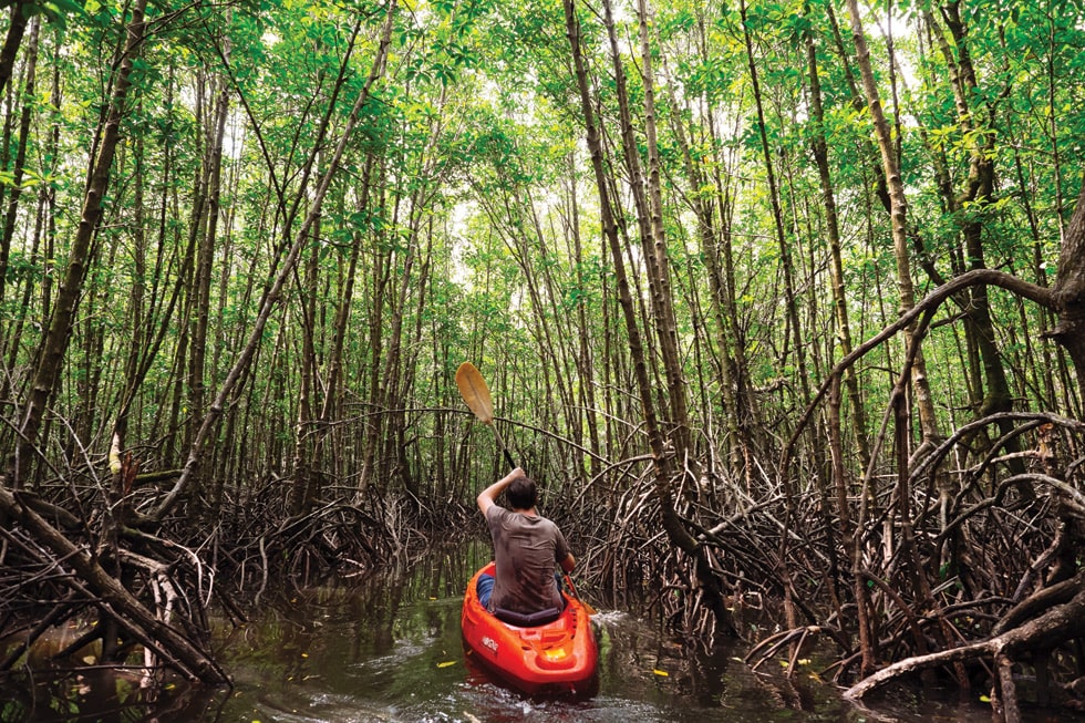 Go kayaking through the mangrove forests