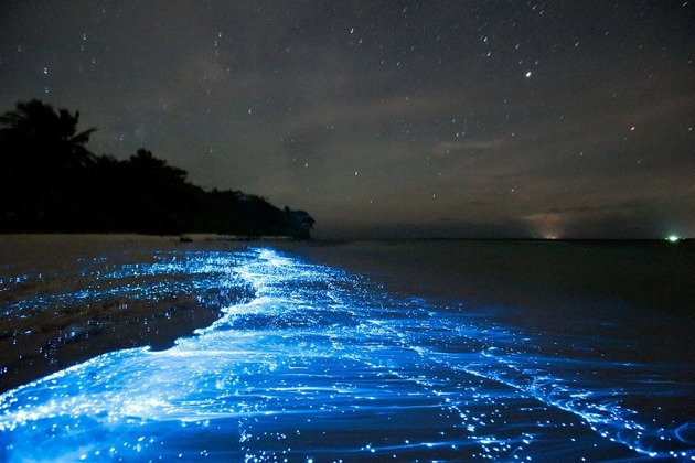 Experience Bioluminescent Plankton at Night