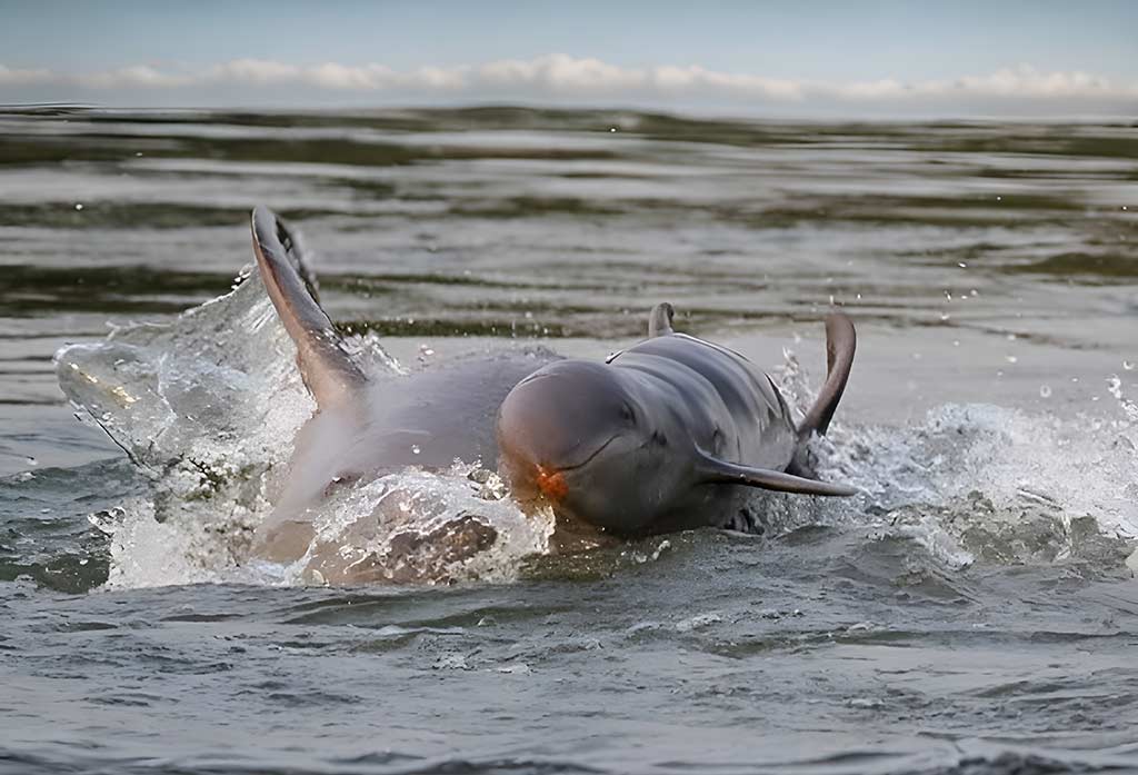  Encounter the Irrawaddy Dolphins