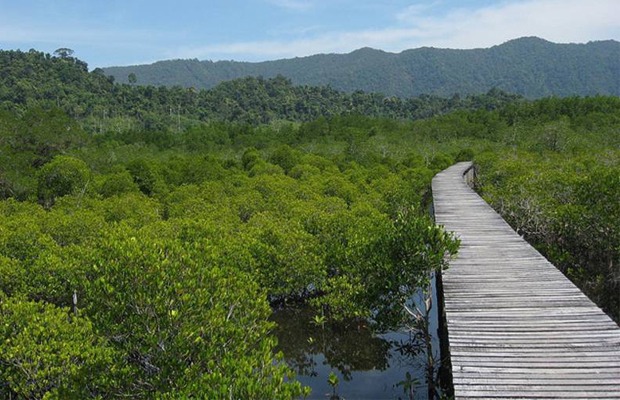 Explore the Mangrove Forests of Koh Kong