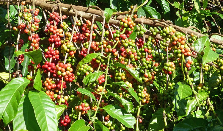 Enjoy a Coffee Plantation Tour