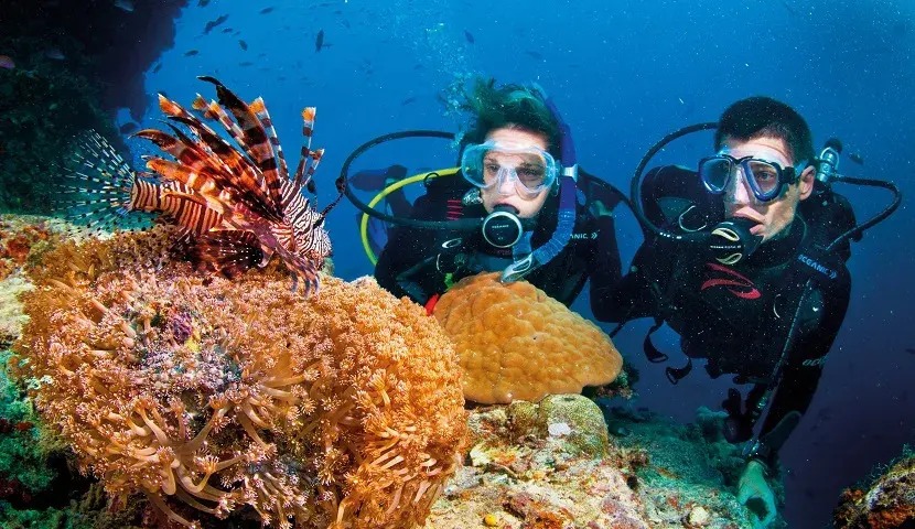 Explore the Vibrant Underwater World