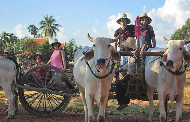Enjoy a Traditional Ox-Cart Ride