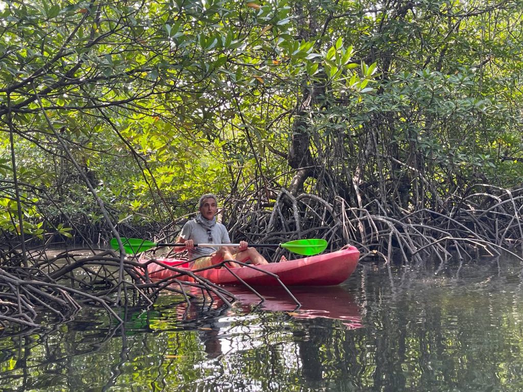 Take a Kayak Tour of the Mangrove Forests