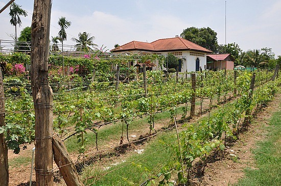 Visit The Phnom Banan Winery And Taste Local Wines