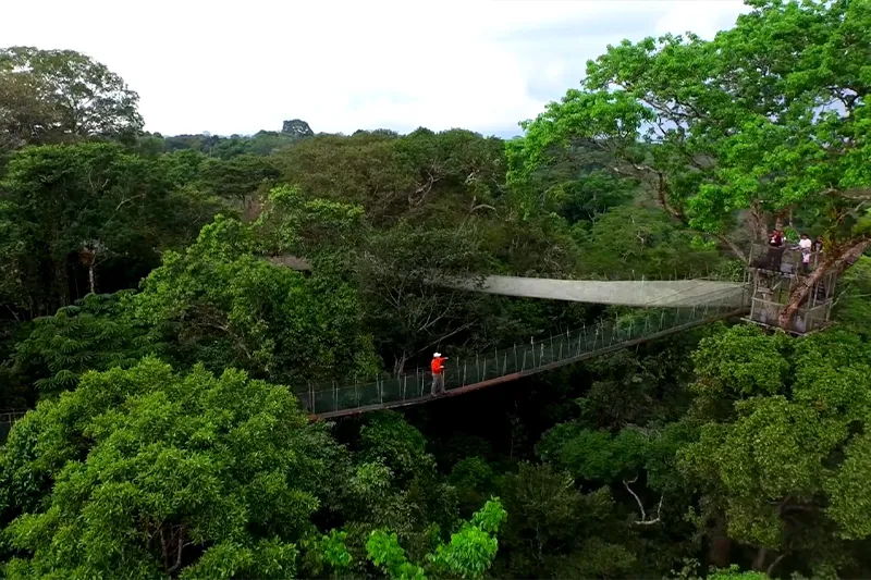 amazon canopy walk adventure