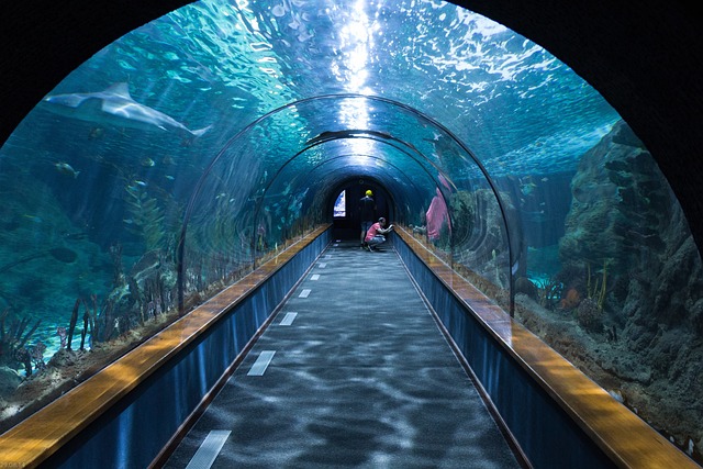 shark tunnel 473012 640