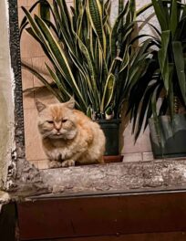 {{brizy_dc_image_alt imageSrc=