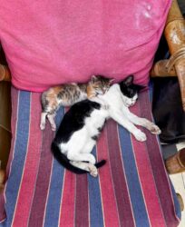 {{brizy_dc_image_alt imageSrc=