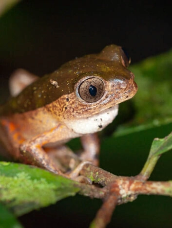 pale sided monkey frog