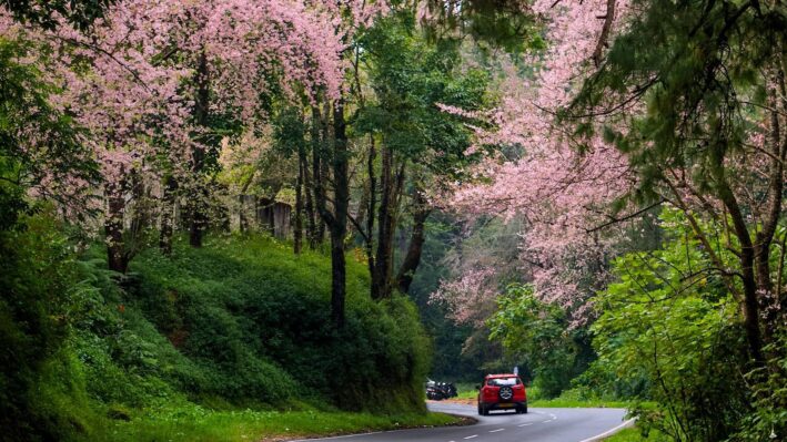 shillong cherry blossom meghalaya (1)