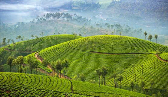 Tea Plantation blog Munnar Tea Estates Kerala India Kerala group trip