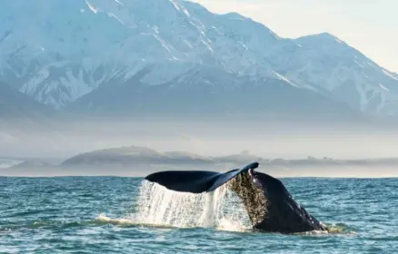 whale watching in new zealand 1